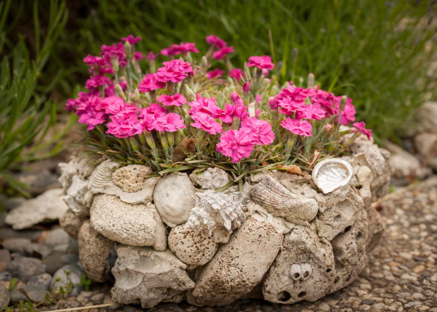 Rock garden with carnations