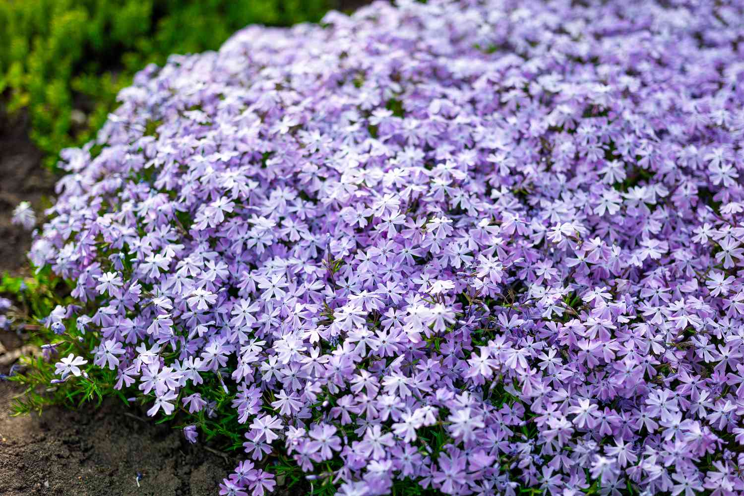 Creeping phlox flowers