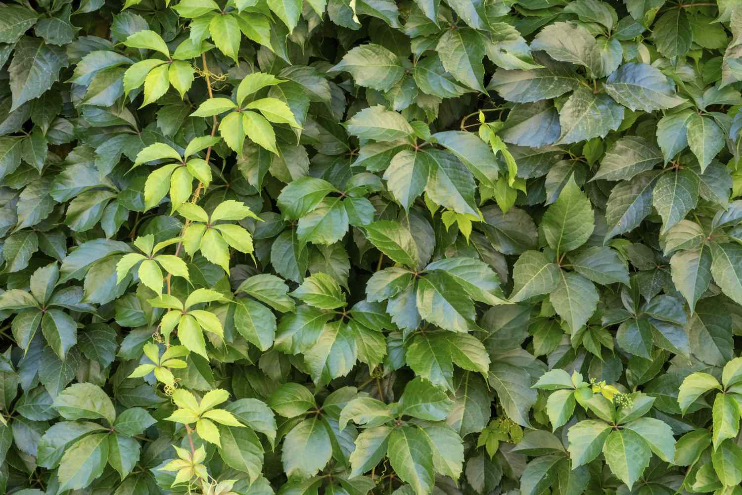 A wall covered with dense green ivy leaves