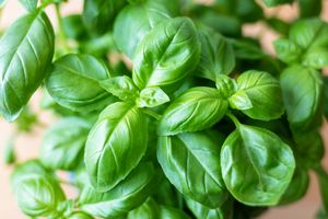 Closeup of fresh basil leaves
