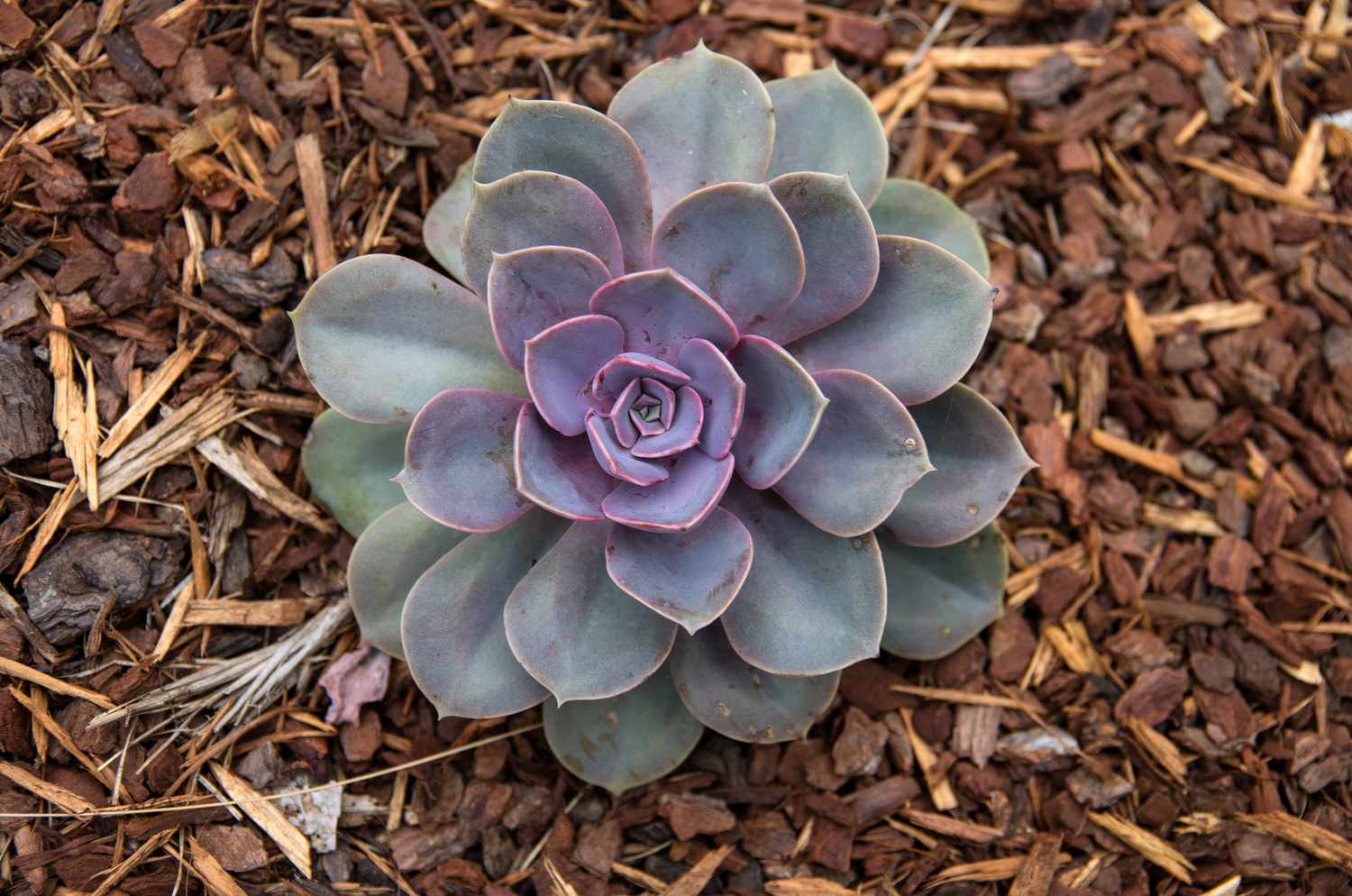 Succulent plant in an ornamental garden bed