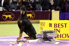 A Doberman dog sitting near awards and a sign reading Best in Show at the Westminster event