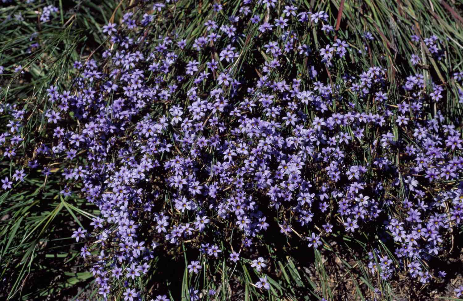 UNSPECIFIED - JANUARY 27: Blue-eyed Grass (Sisyrinchium platense), Iridaceae. (Photo by DeAgostini/Getty Images)