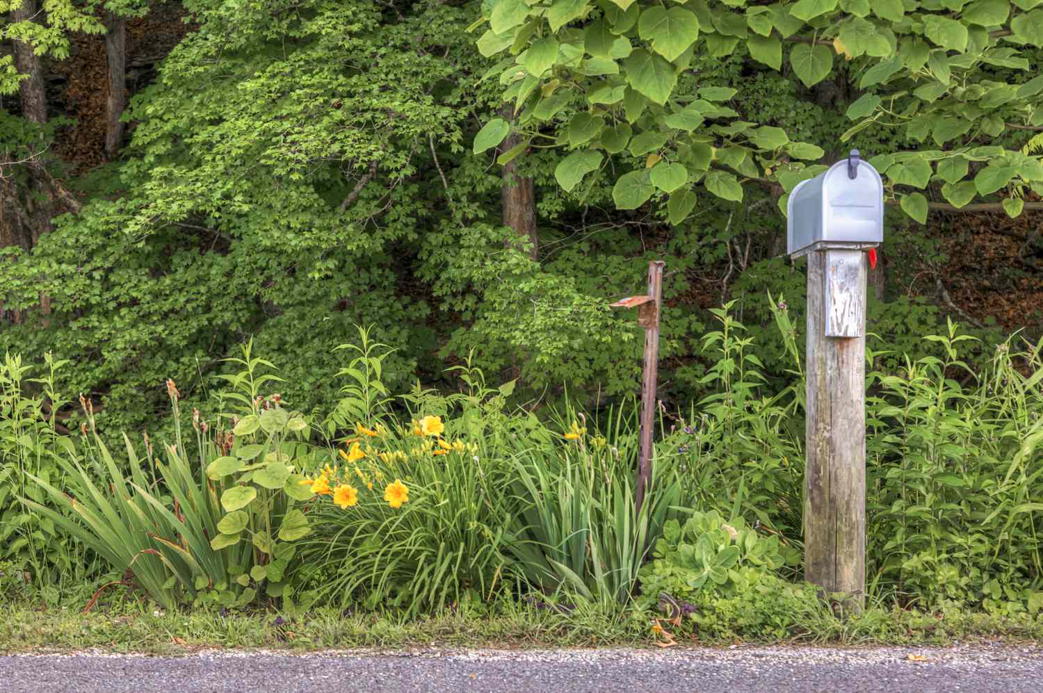 Mailbox garden with native plants