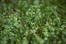 Crassula helmsii, Swamp Stonecrop, New Zealand pigmyweed, Field Madder