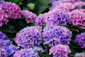 Hydrangea flowers in a garden