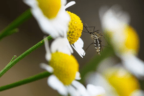 Mosquito on a flower