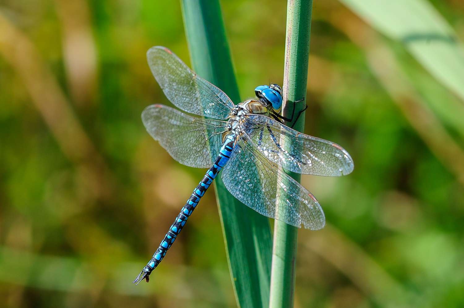close up of dragonfly