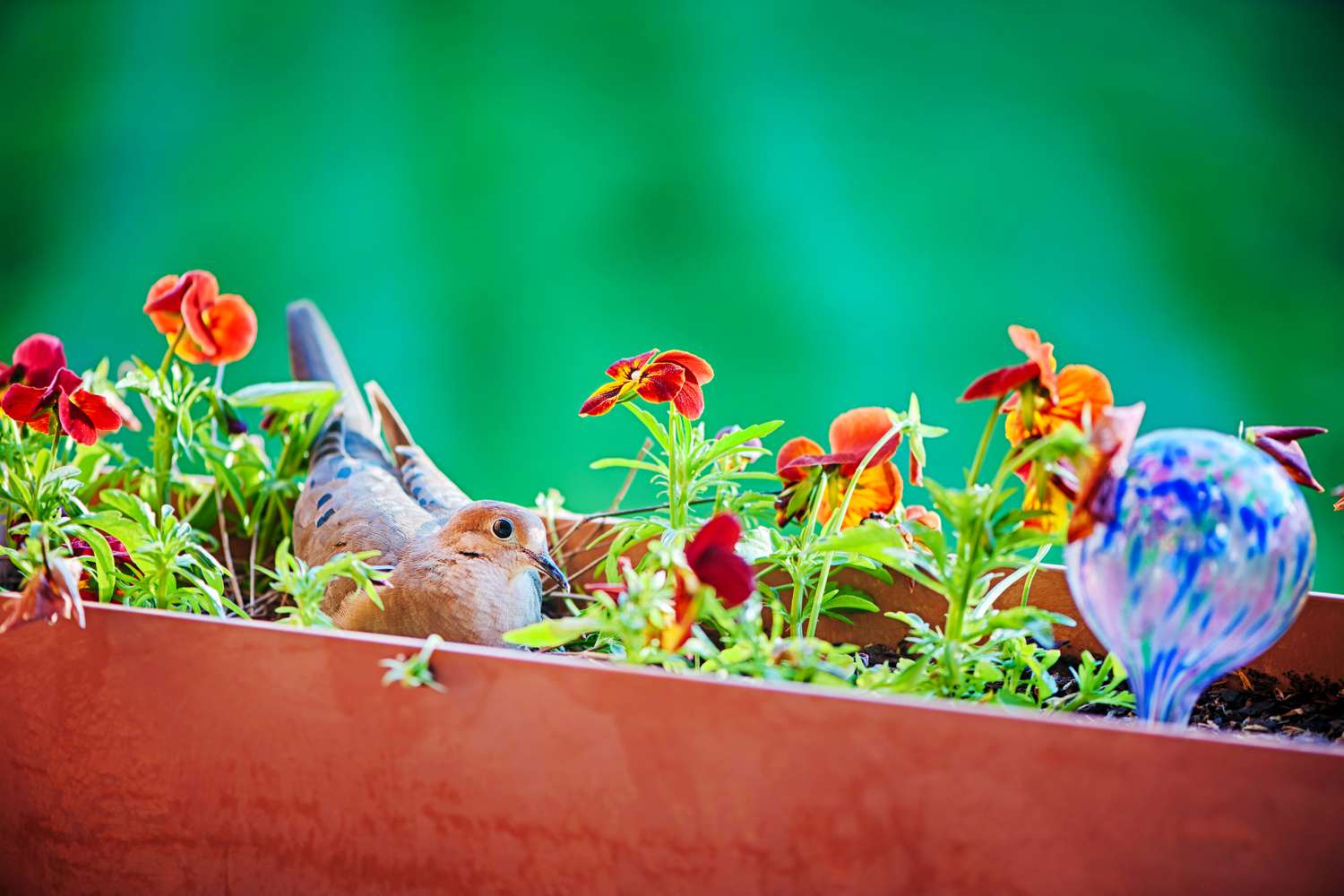 Bird resting in flower box