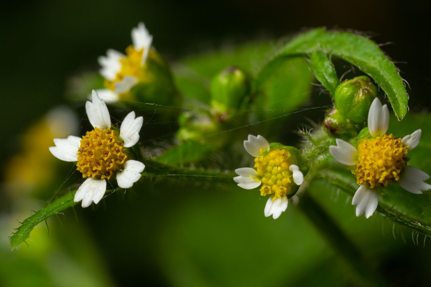 Common quickweed flower