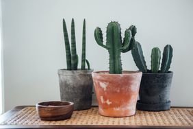 Cacti in containers
