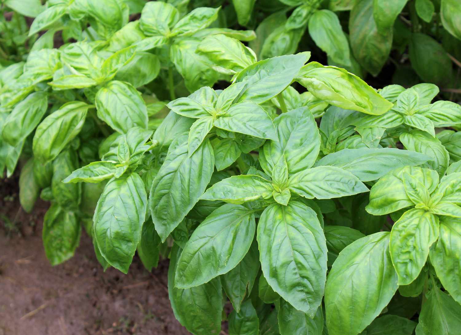 basil growing in soil in a garden
