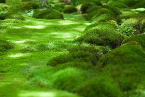 moss lawn with rocks