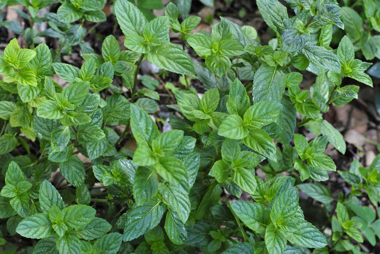 Spearmint (mentha spicata), garden mint