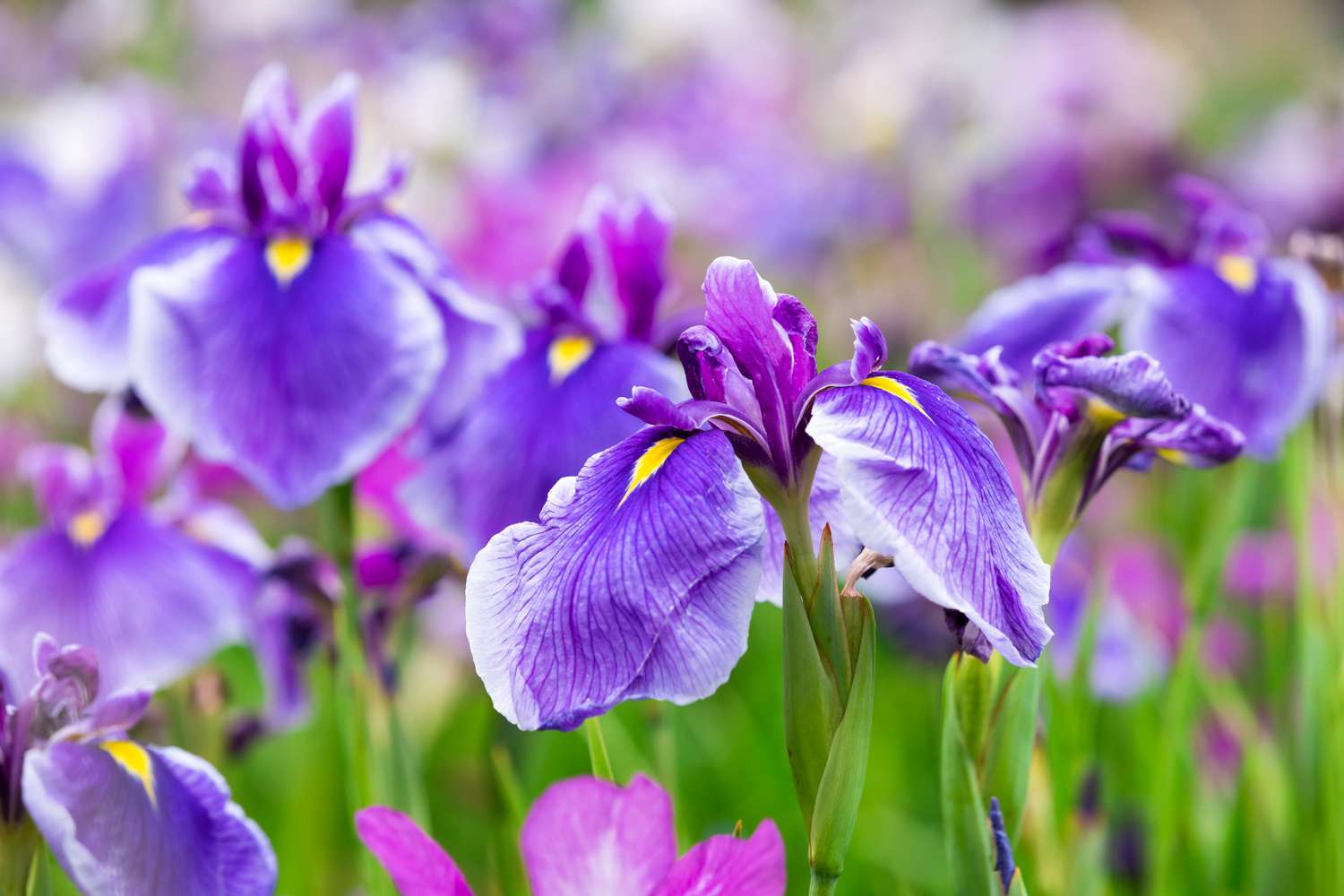Iris flowers