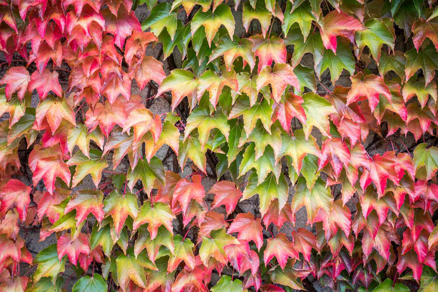 Red and green virginia creeper plant