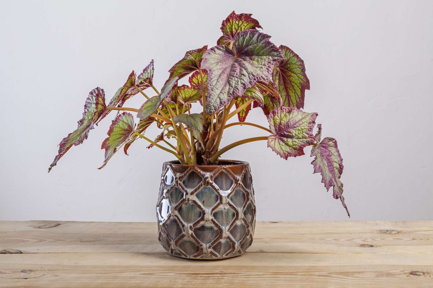 Begonia plant