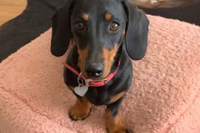 Small Daschund 