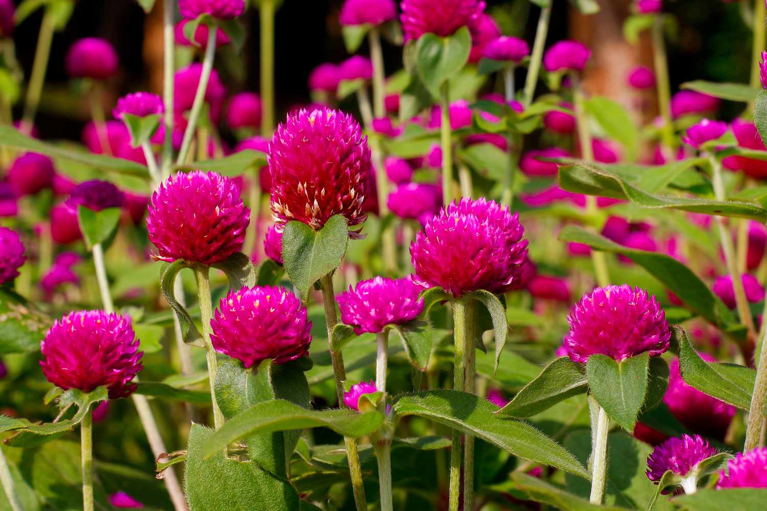 globe amaranth