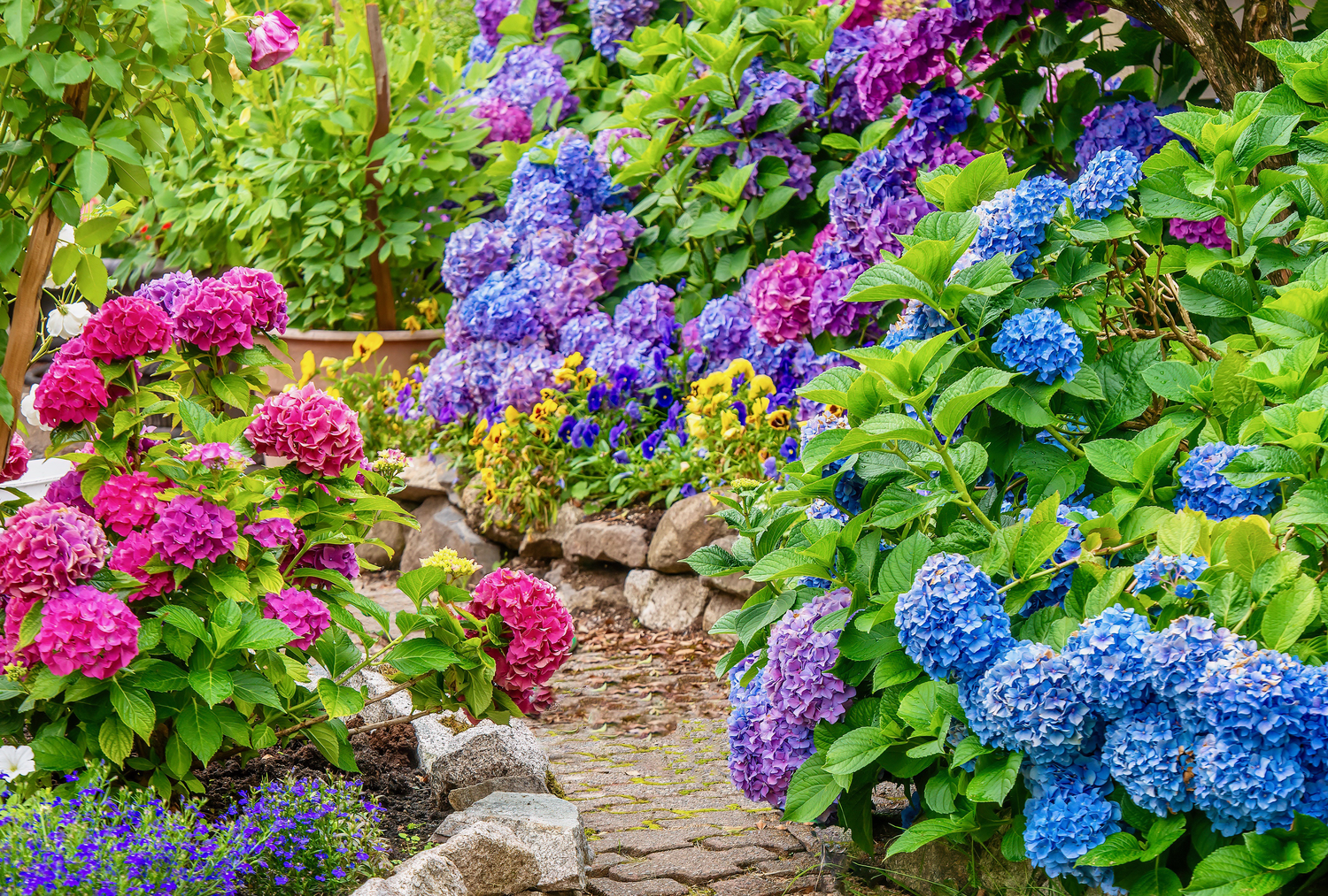 Hydrangea in garden