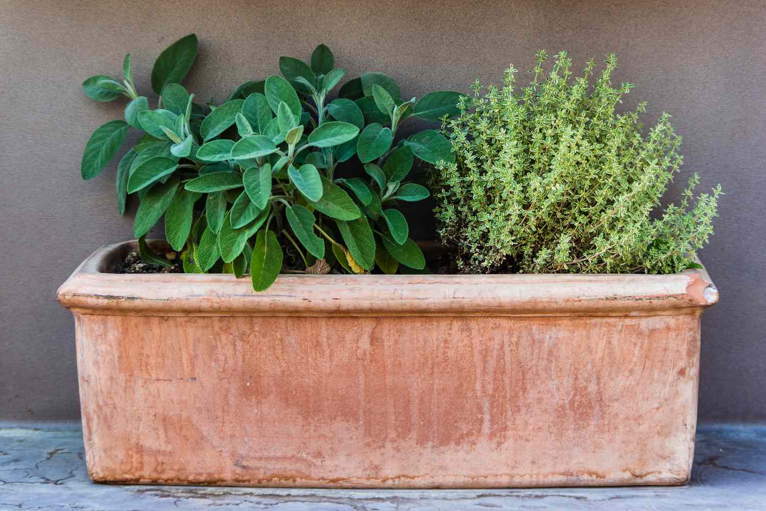 Window box with herbs