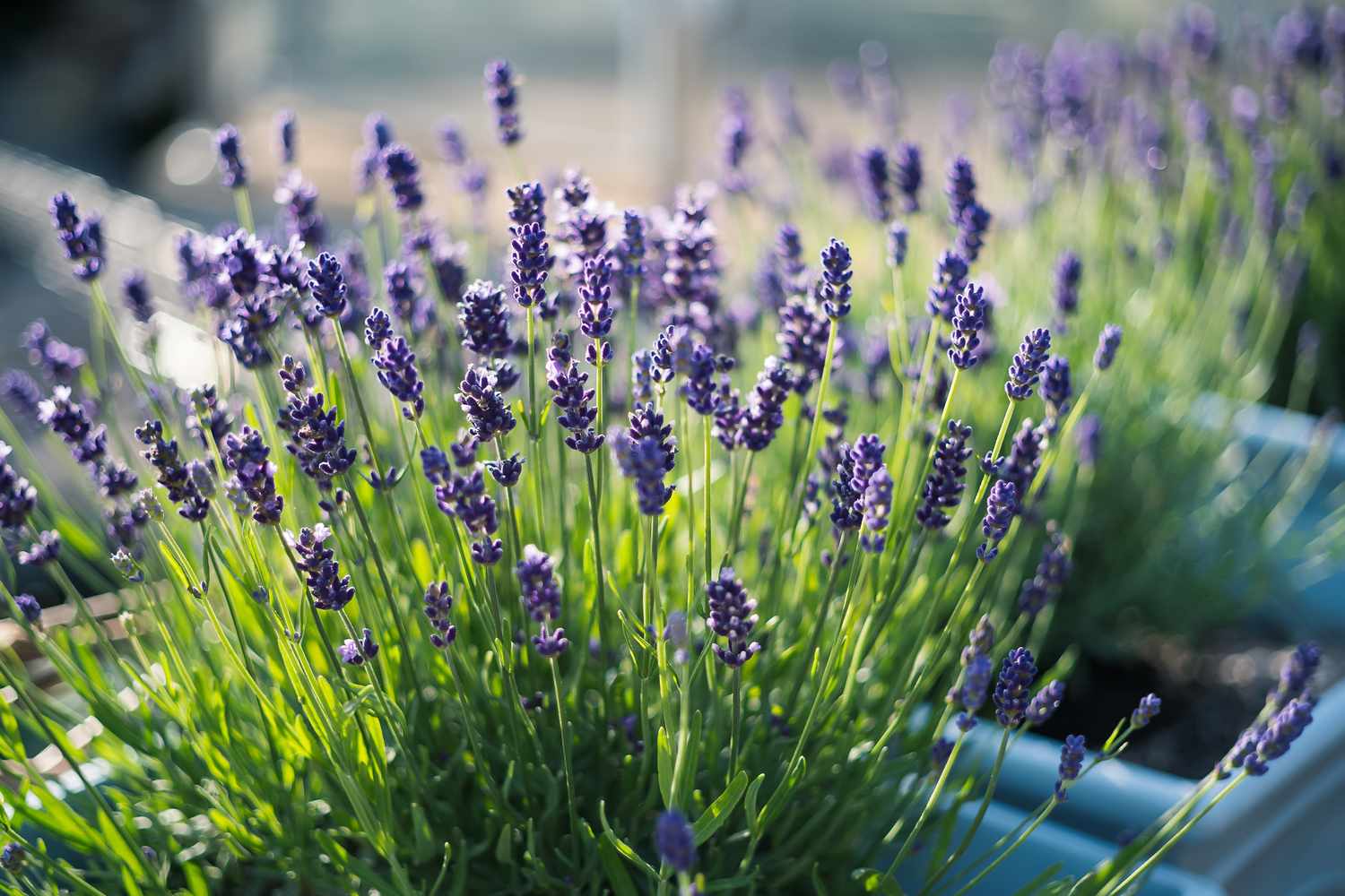 Lavender plants in bloom in an outdoor setting