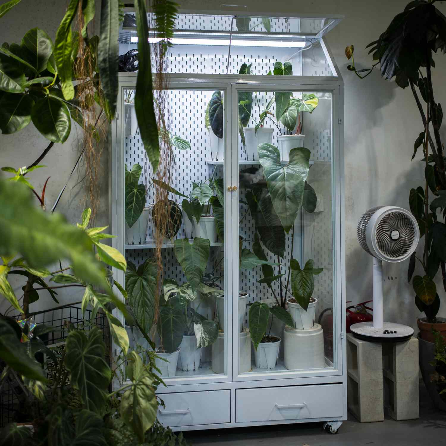Indoor greenhouse with various potted plants and a fan nearby
