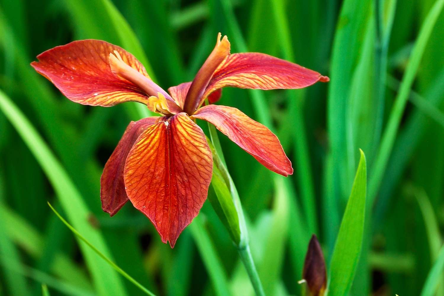 Copper iris