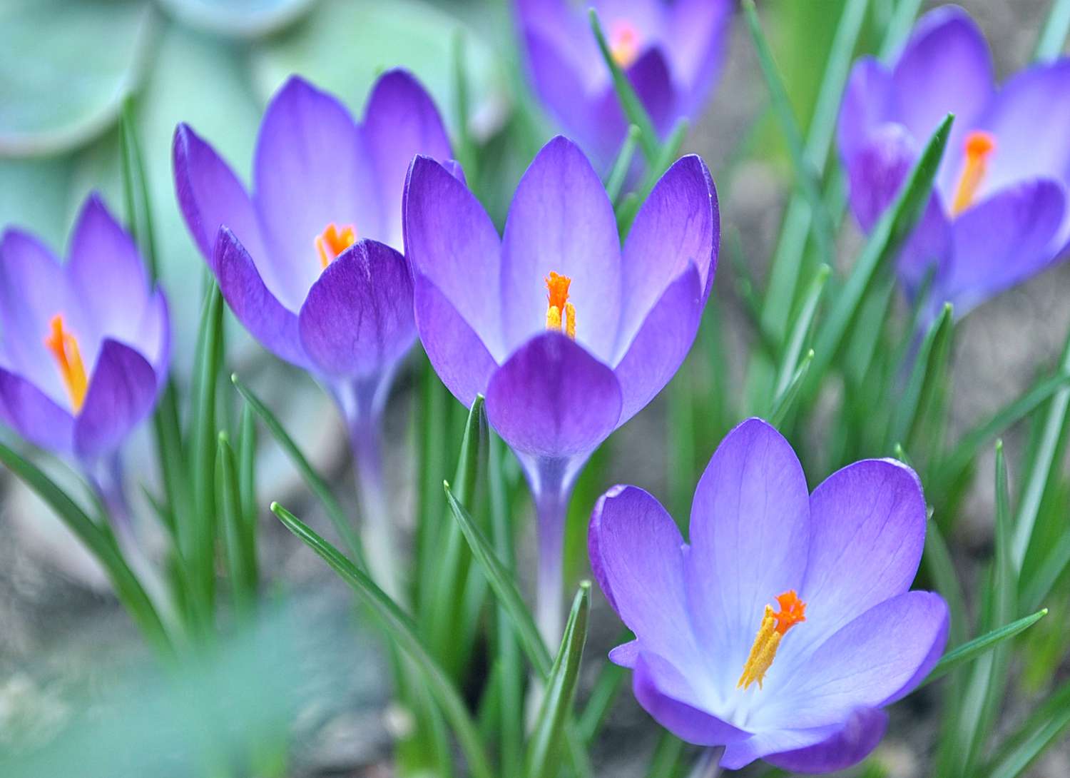close up of purple crocus in garden