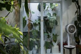 Indoor greenhouse with various potted plants and a fan nearby