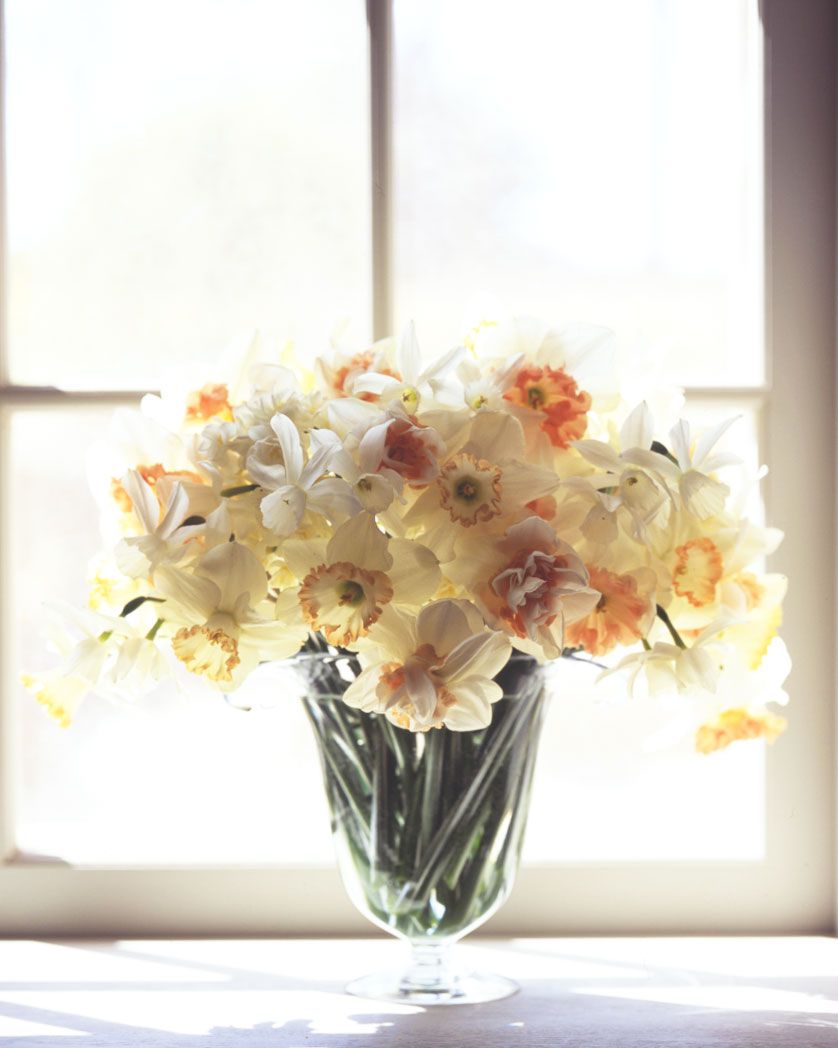 daffodils in glass vase by window