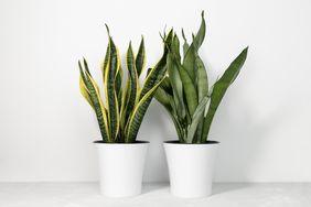 snake plants in pot