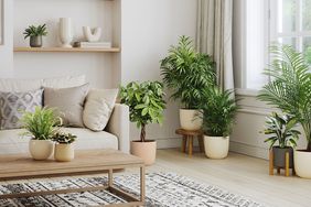 Living room with neutral potted plants