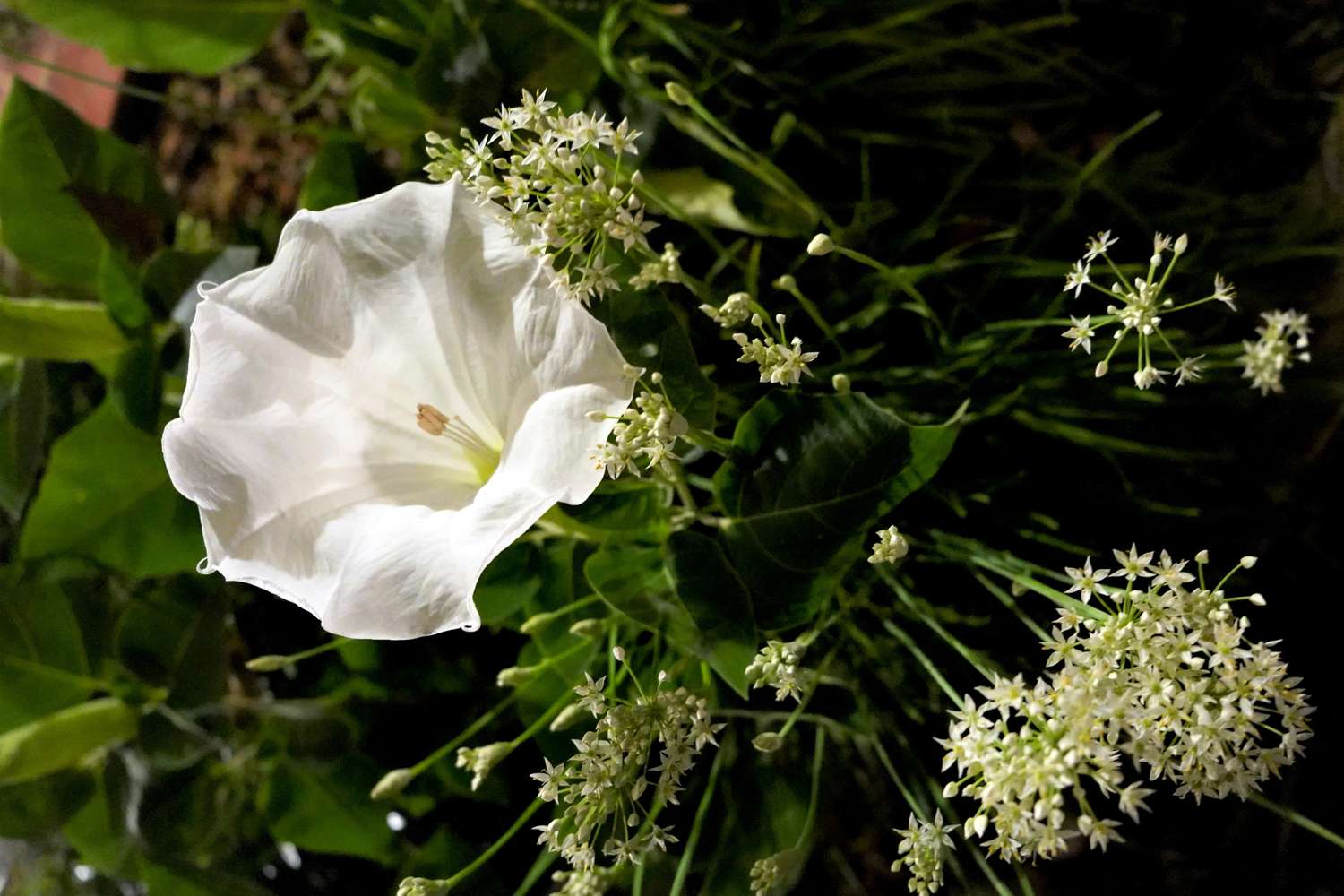 Closeup of moonflowers surrounded by green foliage