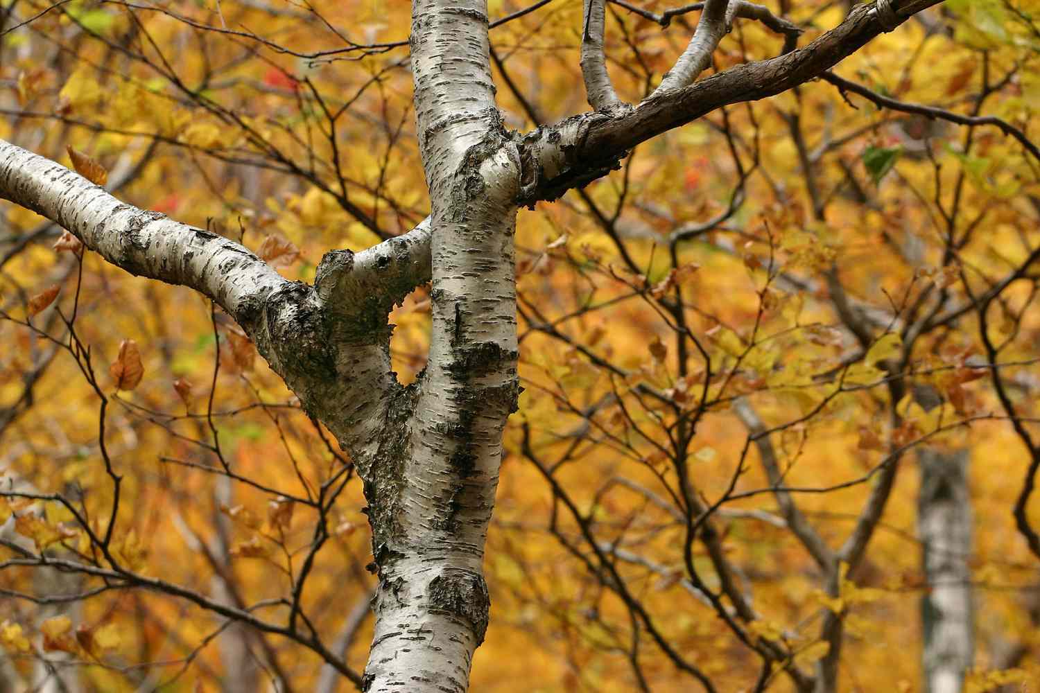 Paper Birch Tree surrounded by fall colors