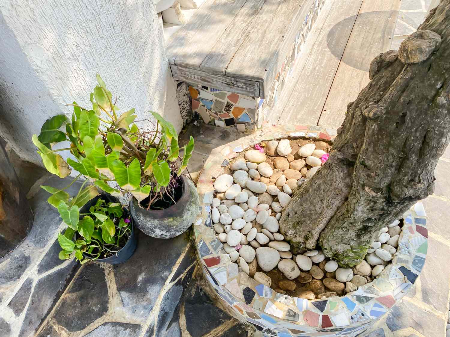 A potted plant and a tree base encircled by stones on a tiled patio