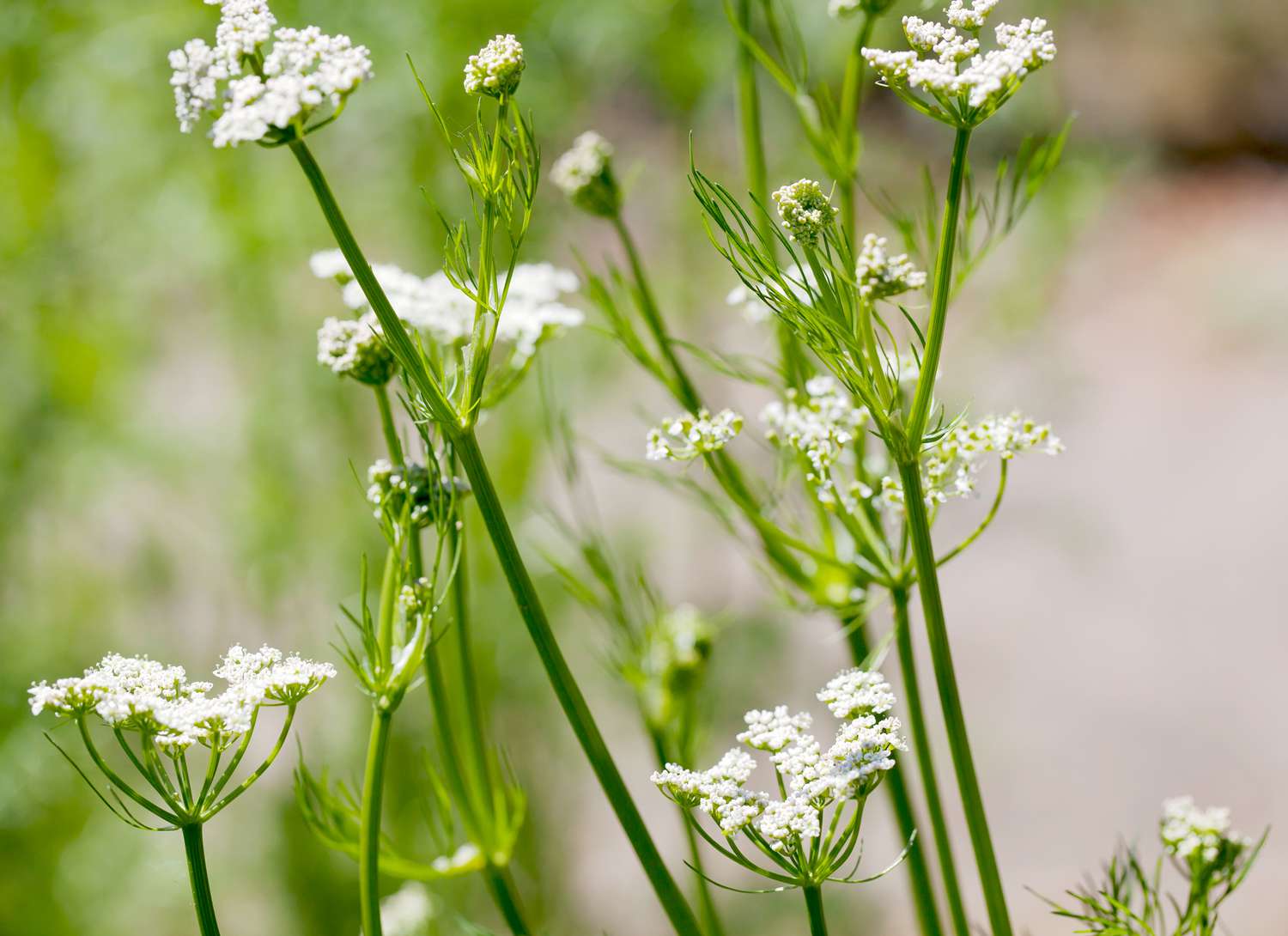 Caraway plant growing in a garden