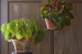 begonia in house