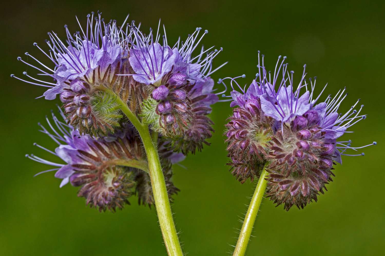 Phacelia