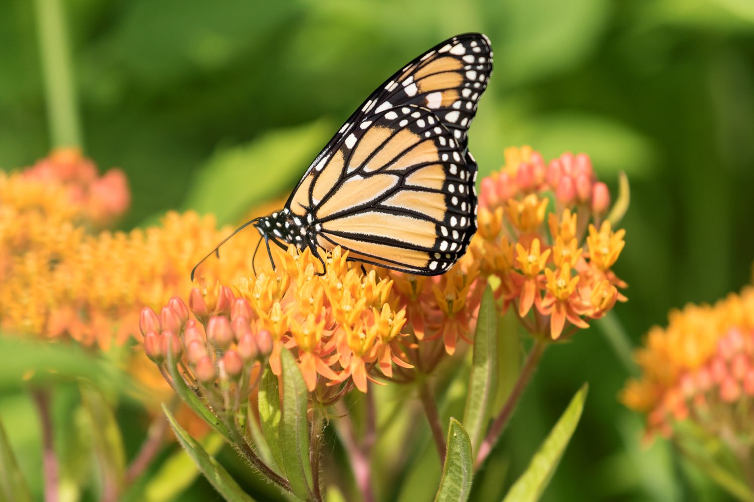 A butterfly perched on orange flowers in a green natural setting