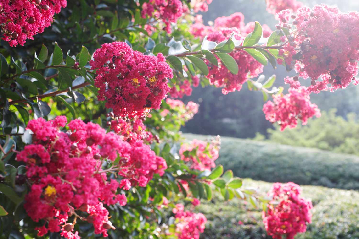 crape myrtle