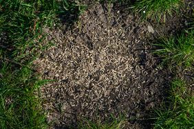 Grass seeds scattered on soil surrounded by patches of green grass
