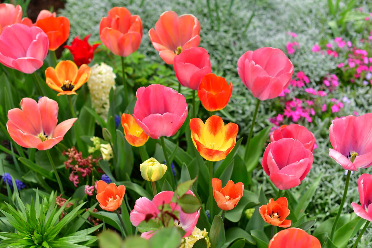 Beautiful garden with tulip flowers