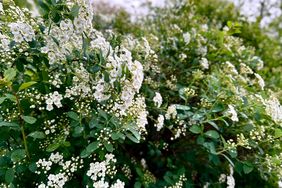 A bush covered with small blooming flowers in an outdoor setting