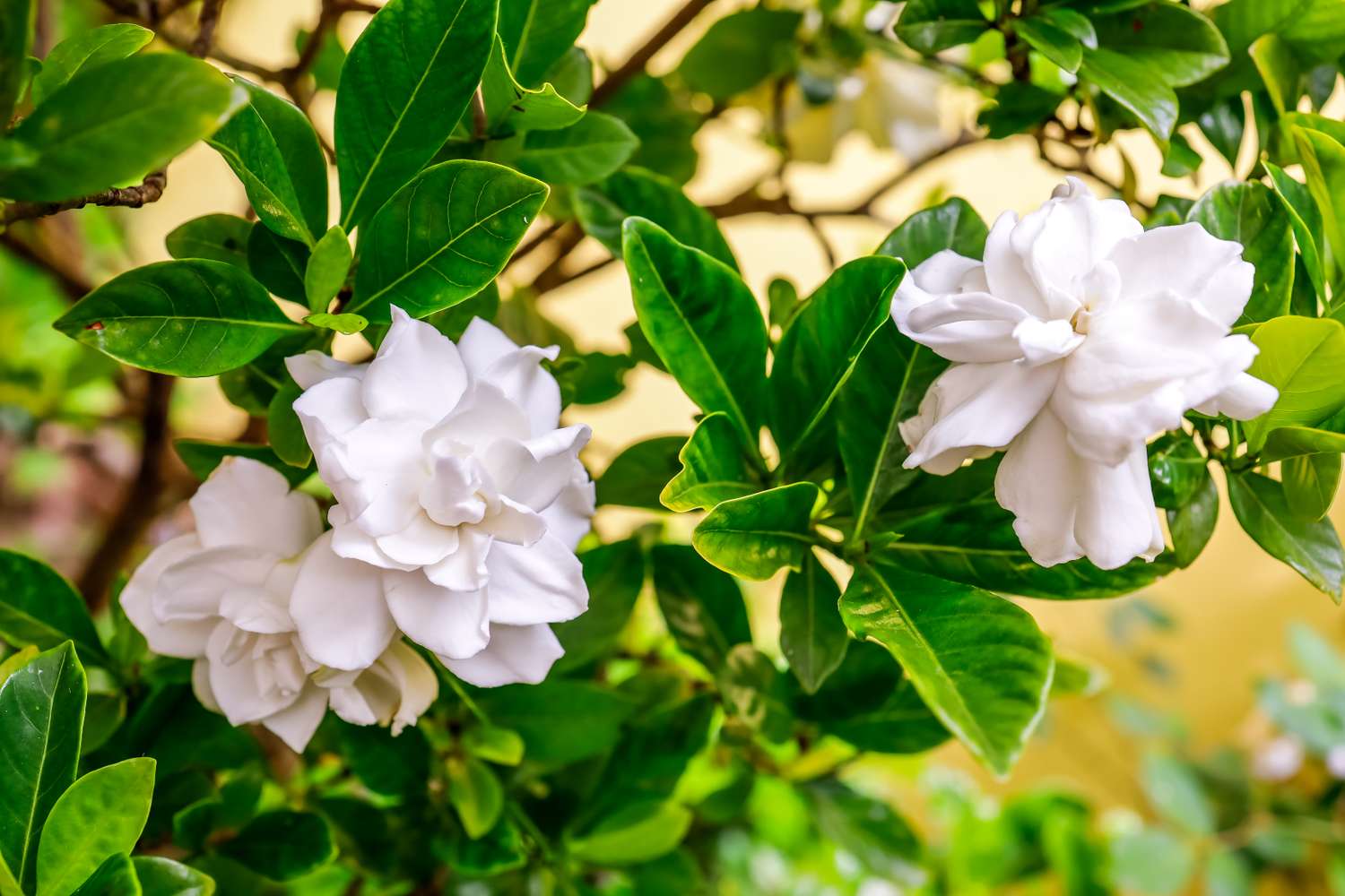 Gardenia flowers in a garden
