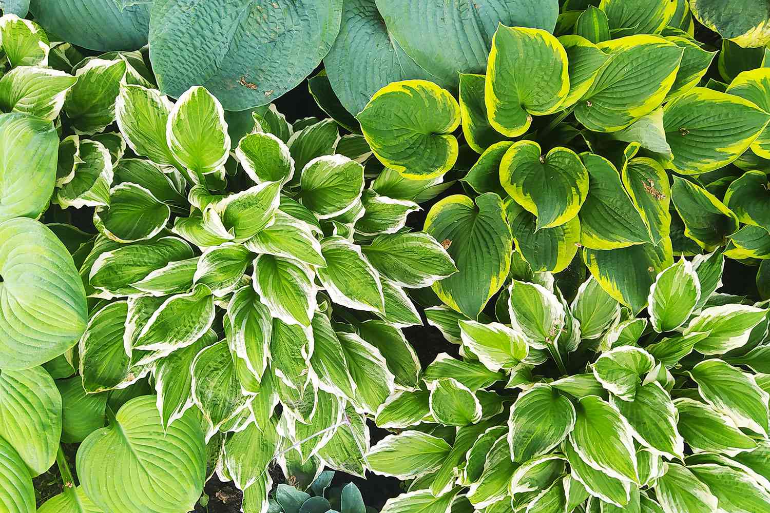 Hosta plants