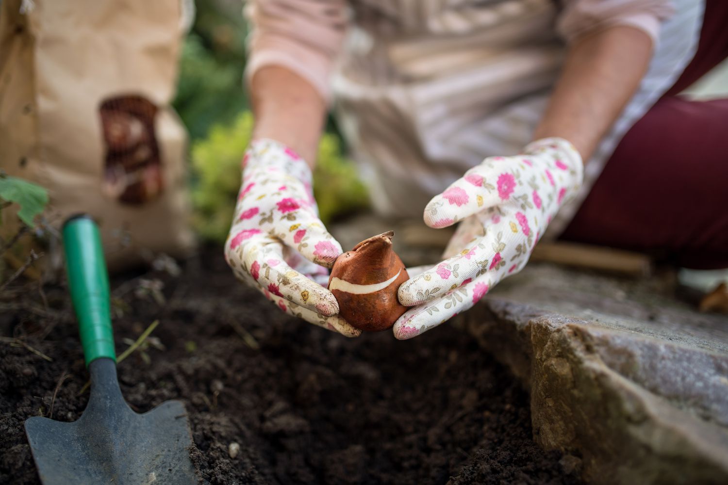 Hands of senior woman planting bulbs outdoors in autumn garden, gardening concept.