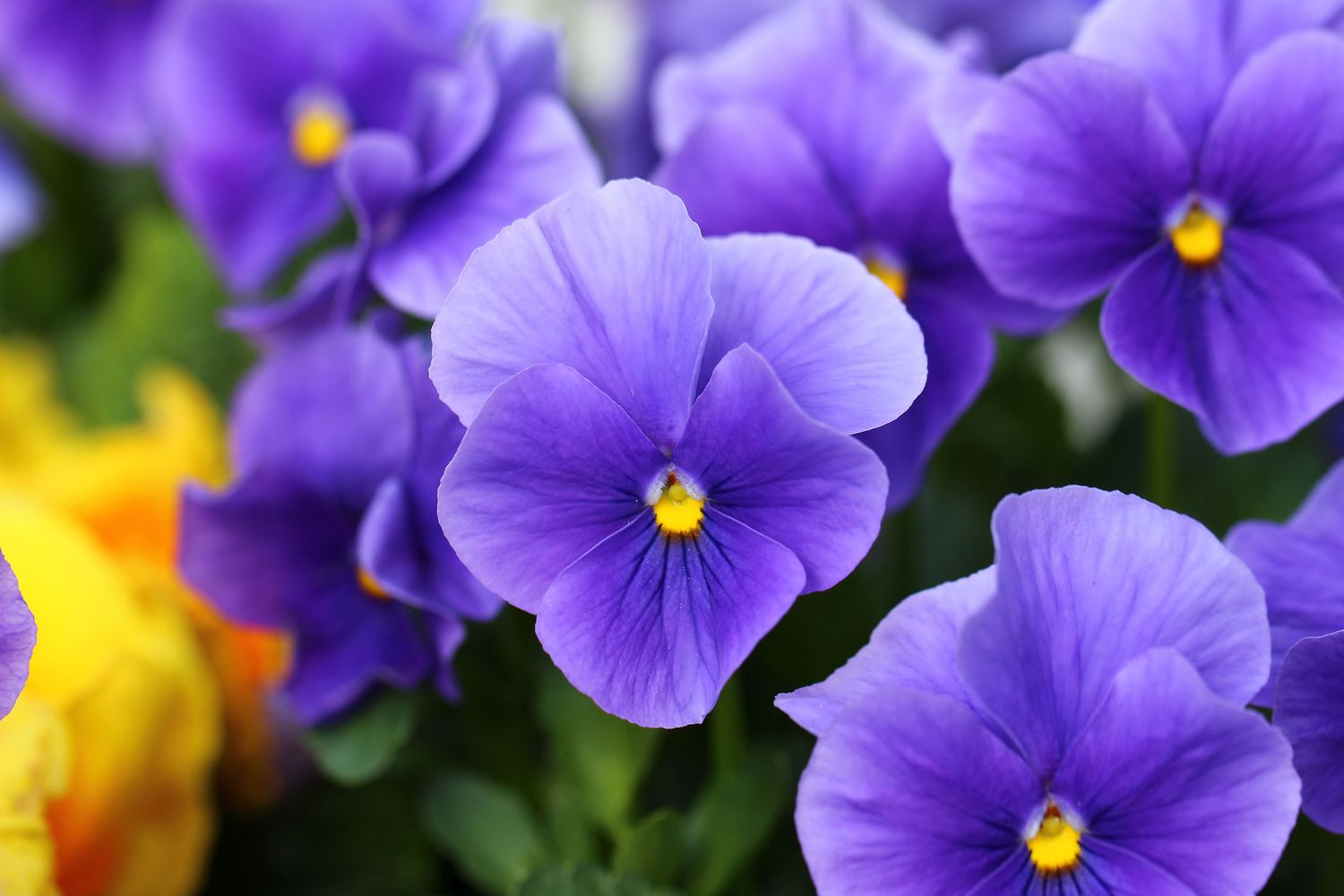 Closeup of violas