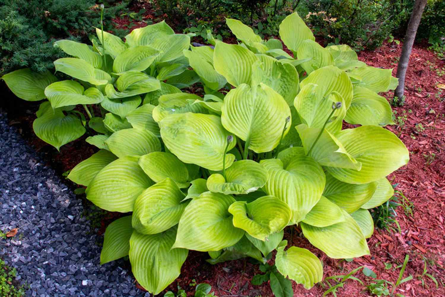 Sum and Substance Hosta