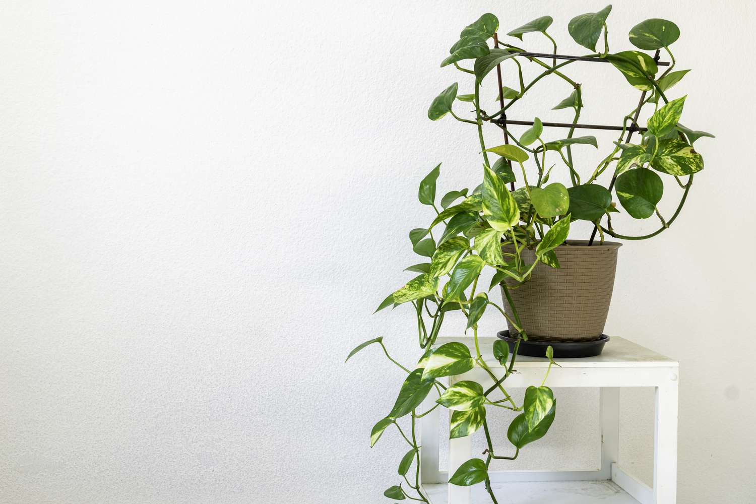 pothos on trellis